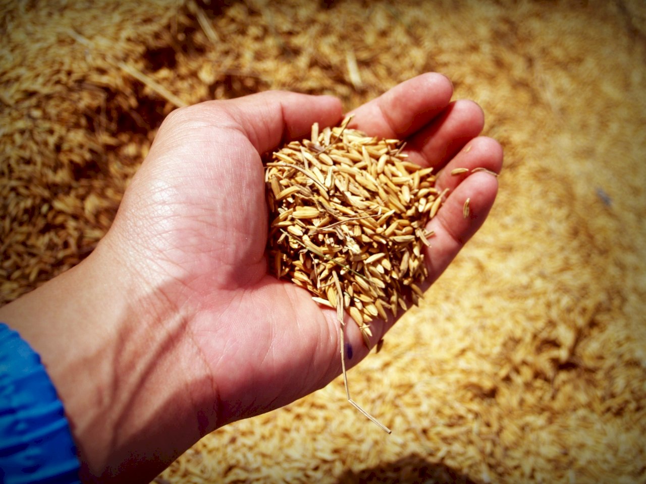 疫情與缺水衝擊 泰國稻米出口量恐創10年新低