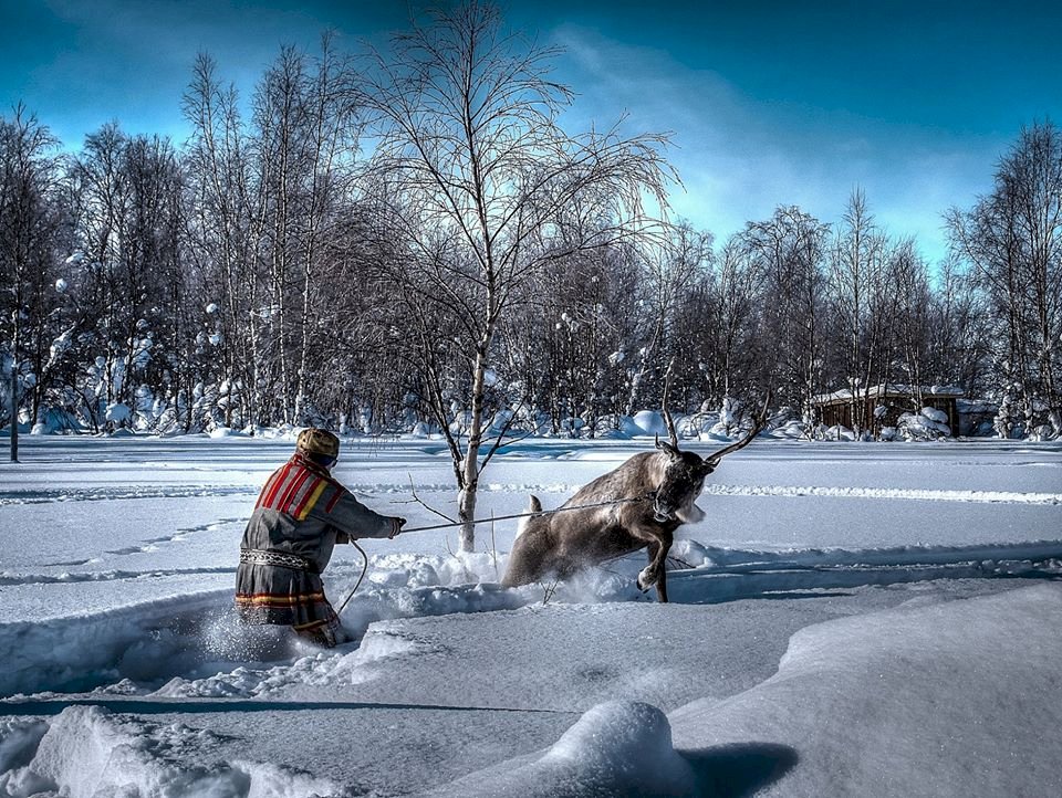 氣候變遷現暖冬 瑞典原住民放牧生態受衝擊(影音)