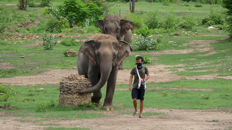 泰千頭大象因疫情返家 對當地村莊構成壓力