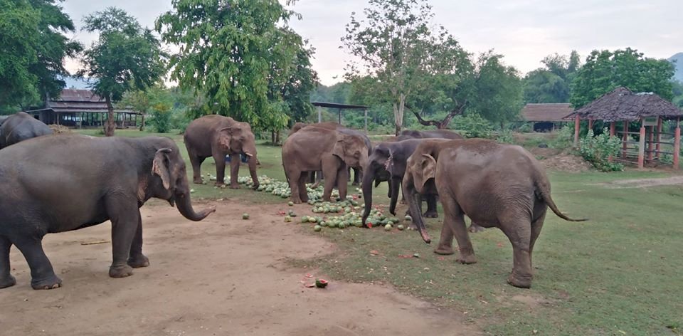 疫情衝擊泰國觀光 大象庇護所苦撐度難關