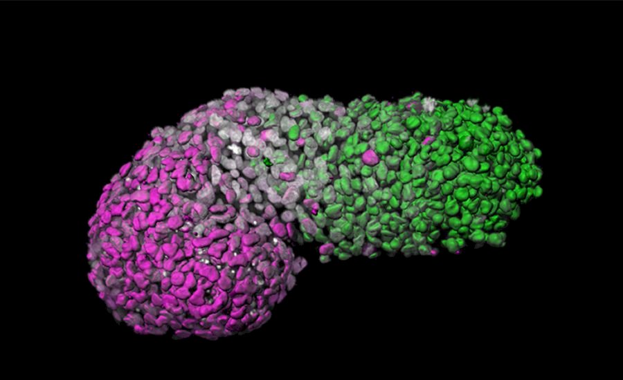 科學家利用幹細胞 發展出人類胚胎模型