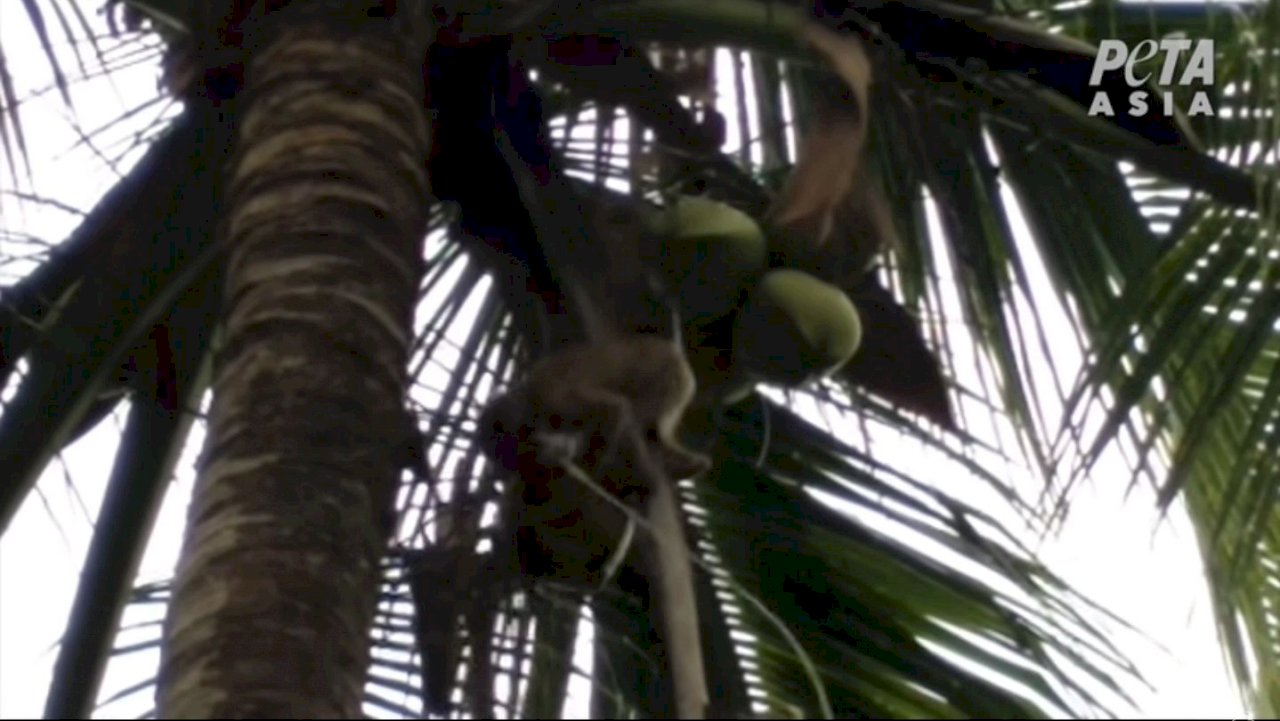 動保團體籲抵制虐猴椰子產品 泰國緊急滅火