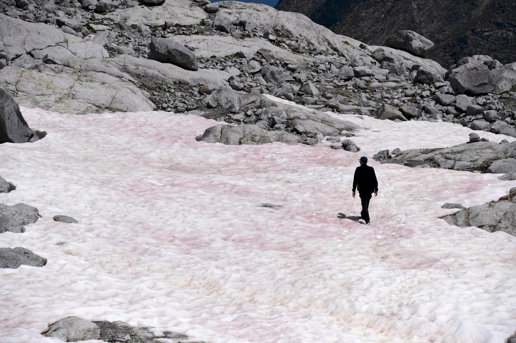 義大利冰川出現神秘粉冰 原來是海藻惹的禍