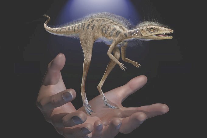 馬達加斯加出土恐龍祖先化石 小到能捧在手掌心