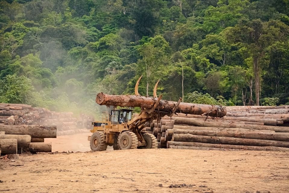 哥倫比亞砍伐森林 面積相當一個聖保羅