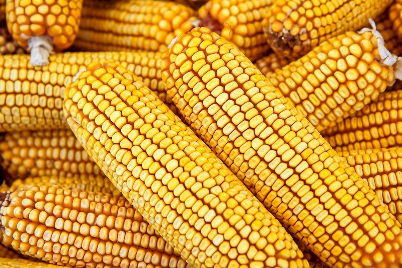 現貨玉米漲價   農委會增供飼料原料、簡化進口程序因應
