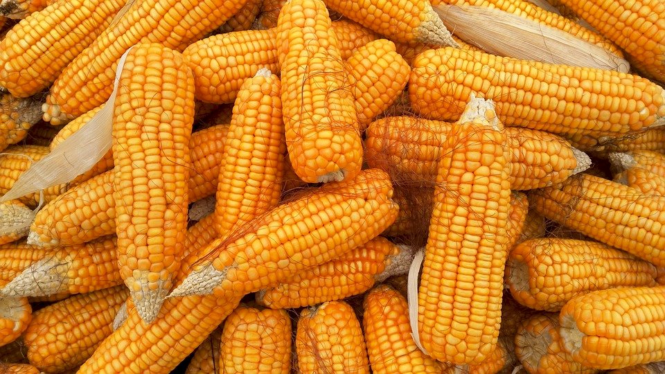 中國擴大採購美國玉米 創單日歷史新高