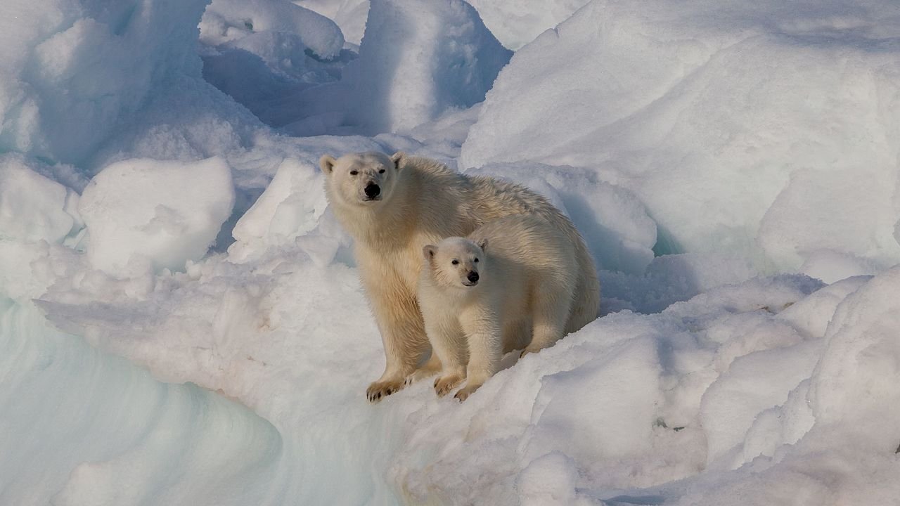 地球暖化加劇 歐盟：北極野火釋放破紀錄二氧化碳