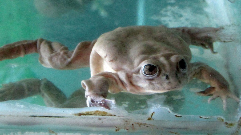 搶救巨蛙大作戰 國際合作保護瀕危物種