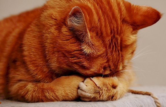 英國首例 寵物貓確診武漢肺炎
