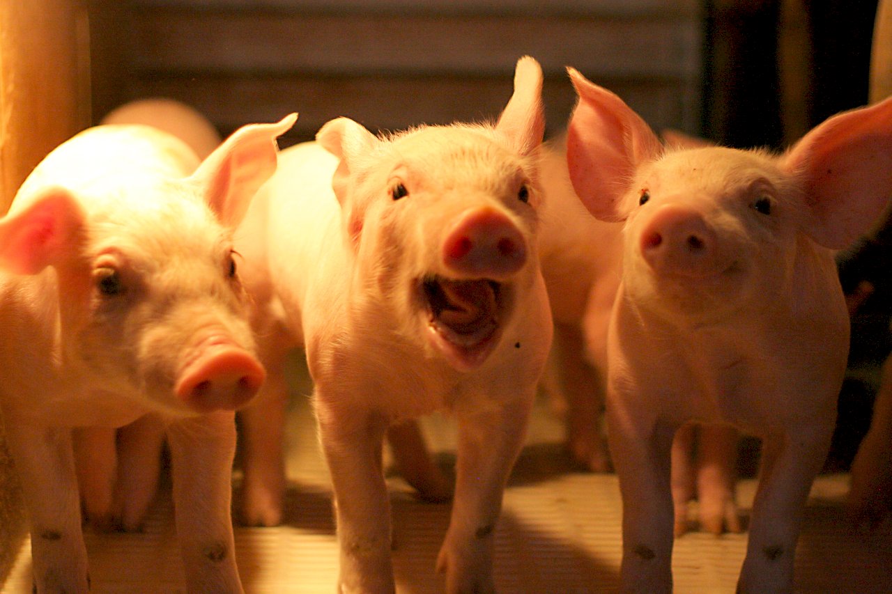 百億養豬基金 40億升級肉品冷鏈運輸