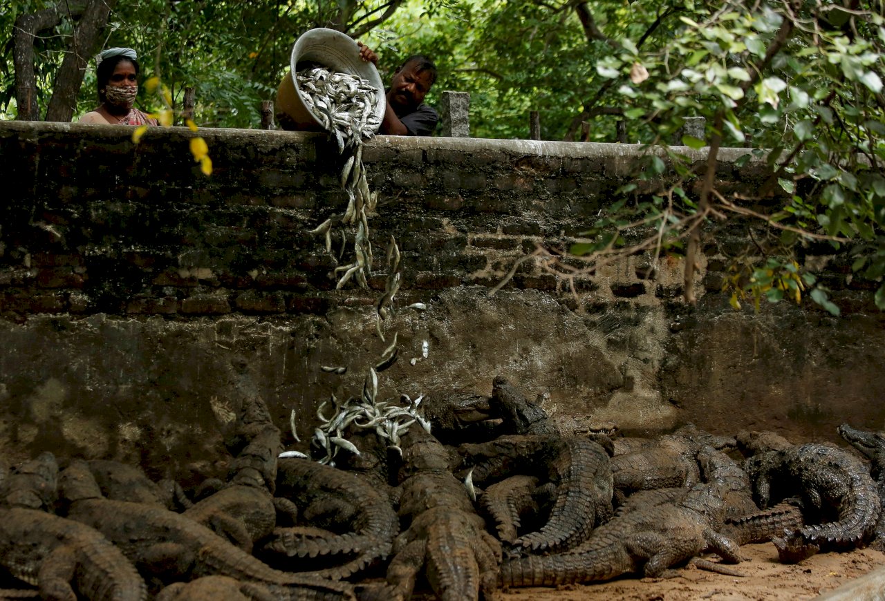 印度最大鱷魚動物園受疫情衝擊 陷資金短缺危機