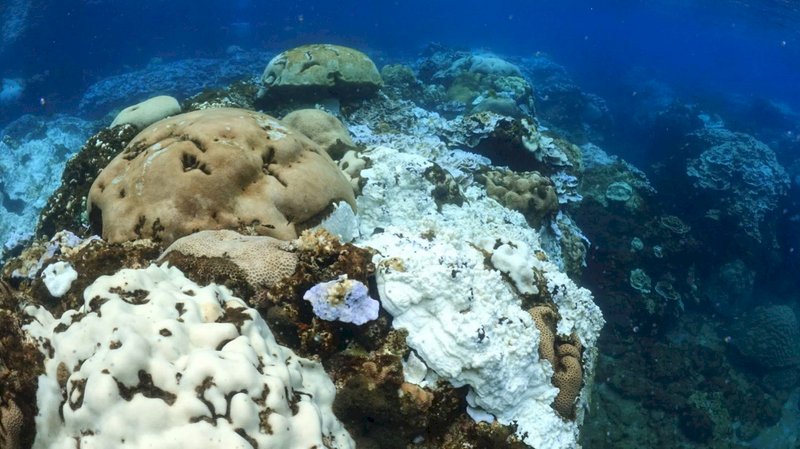 暖化威脅  南部珊瑚將進入白化2級警戒