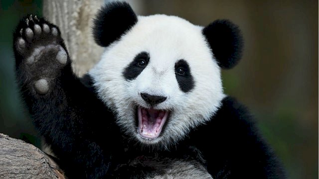 中國對美恢復貓熊外交 聖地牙哥將重獲大貓熊
