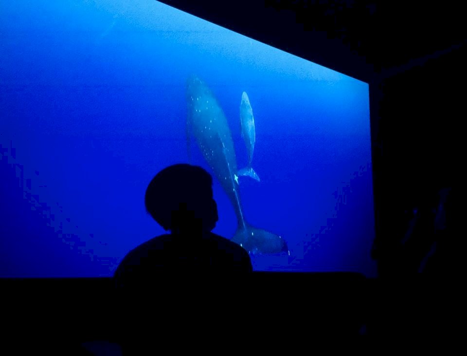 分享座頭鯨母子優游畫面 台達基金會促守護海洋環境