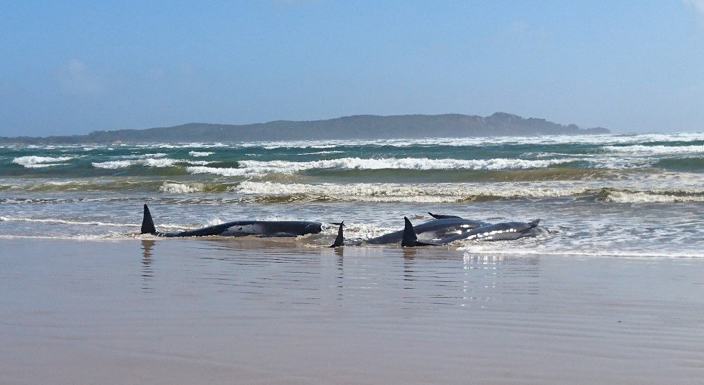 逾70頭鯨魚擱淺澳洲海灣沙洲　海洋專家設法救援