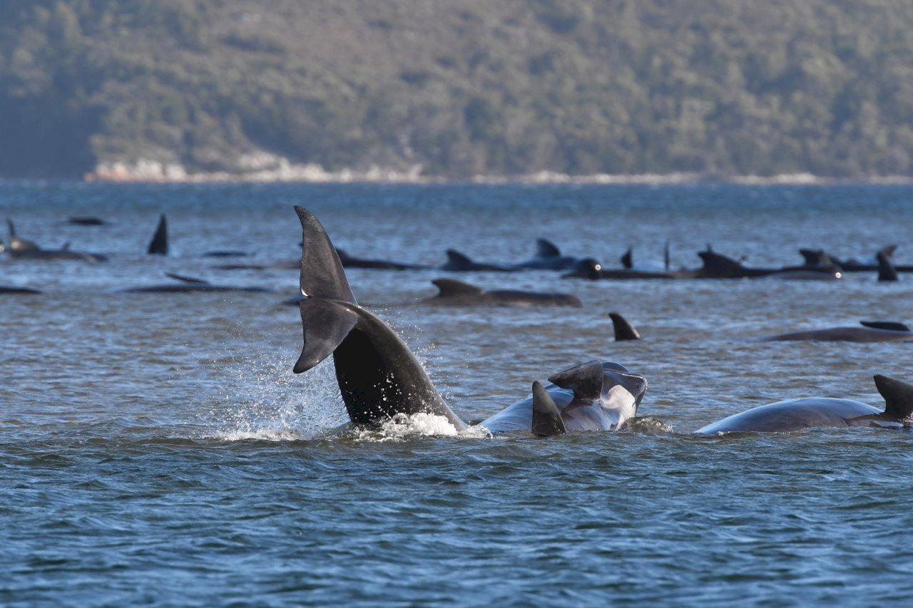 澳洲約500頭鯨魚集體擱淺　救不了的只能安樂死