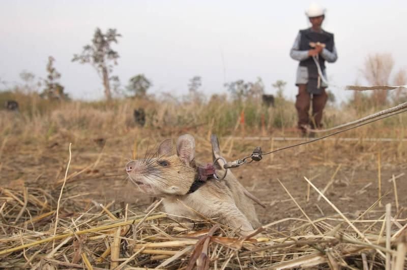 非洲巨鼠找出數十顆地雷及未爆彈　獲頒動物勇氣獎