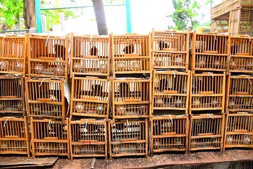 中國賣寵物用快遞　上萬動物被困6天死九成
