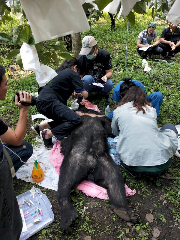 台灣黑熊脫困　後送照護評估野放