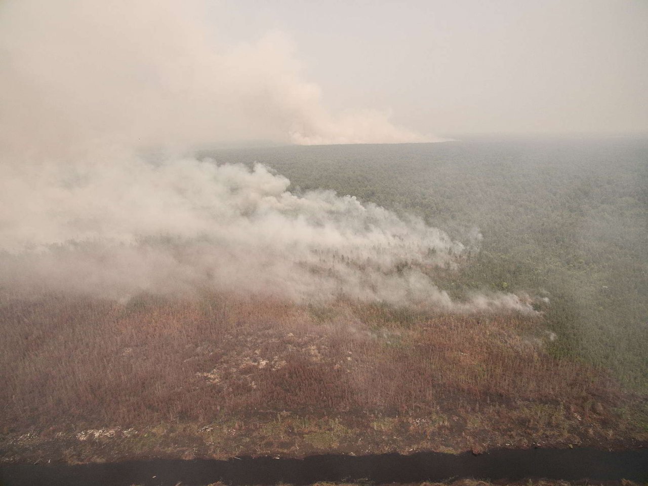 印尼森林火災 綠色和平：1/3在紙漿林和棕櫚油區