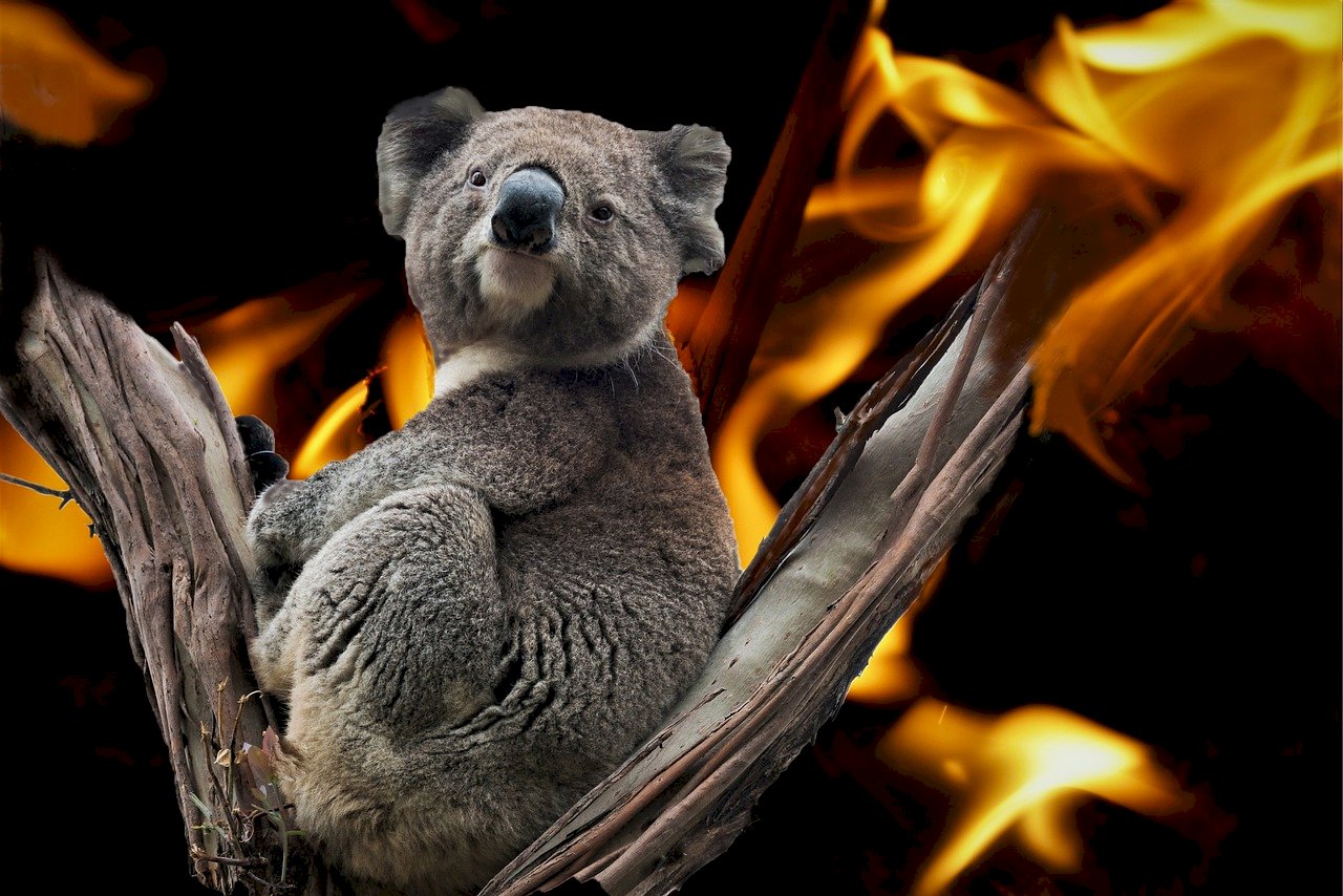 我們有生之年將目睹牠的滅絕？澳洲國寶無尾熊面臨一場艱困的生存之戰