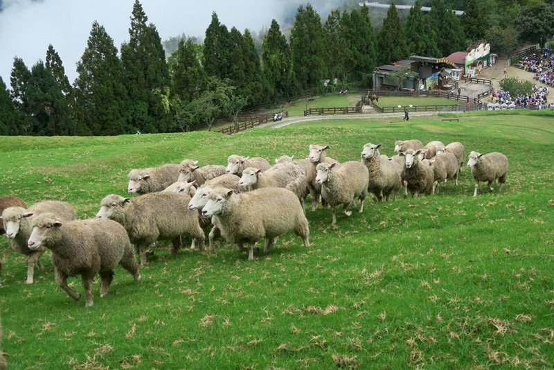 寒流報到 清境農場綿羊也怕冷 保暖有法寶