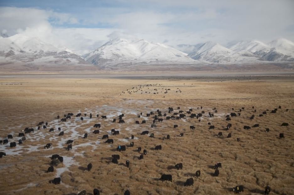 藏區的圈地運動！把農牧民強制安遷 原來中共看上的是豐富的礦藏