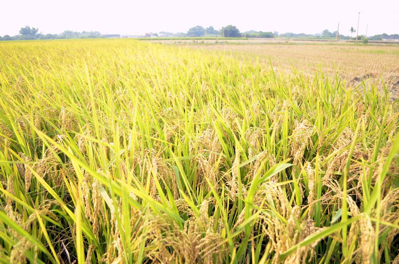 受乾旱衝擊最大作物出爐 農委會明年推水稻種植「四選三」