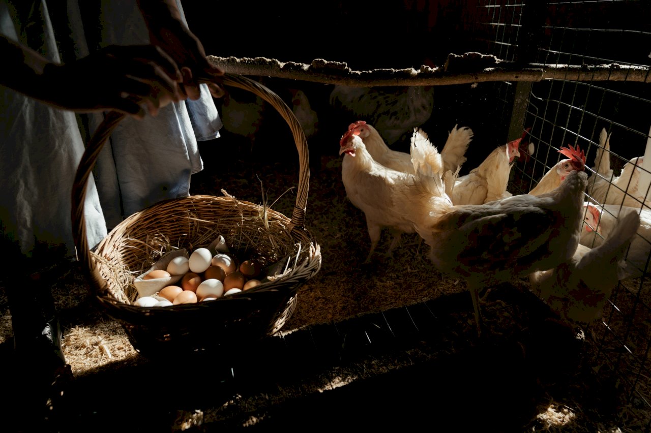 雞蛋檢出違規動物用藥 彰化2畜牧場各挨罰3萬