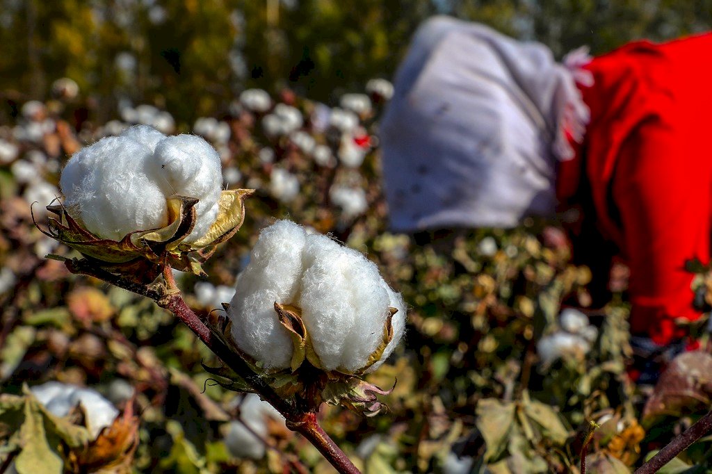 報告：逾57萬新疆維吾爾人被強迫摘棉花