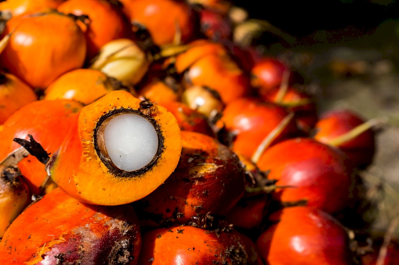 面臨歐盟新規壓力 大馬提高對中棕櫚油出口