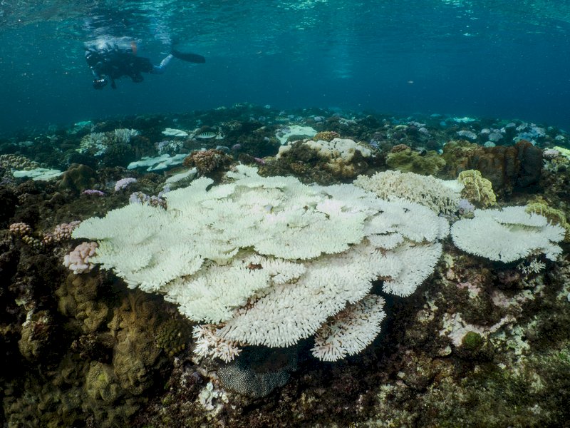 2020全台珊瑚約3成死亡  小琉球55%最嚴重