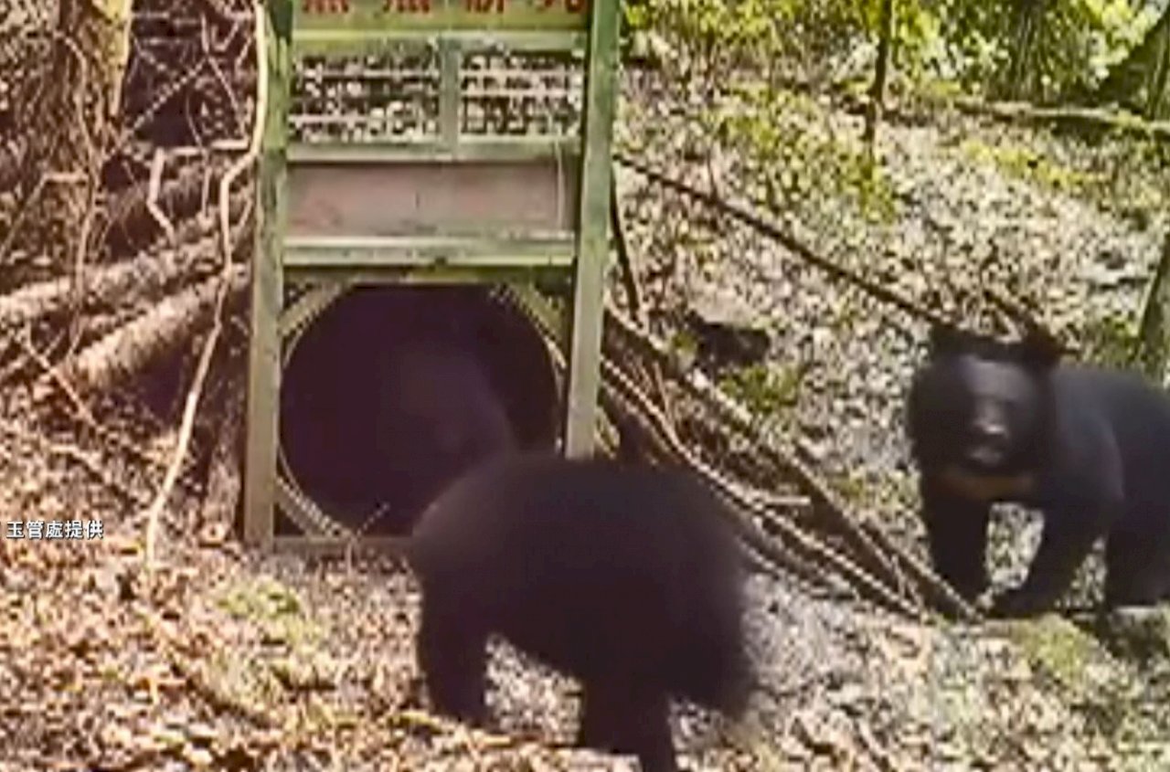 玉山西北園區首次繫放黑熊成功  相機也拍到4隻(影音)
