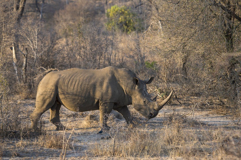 南非2020年394頭犀牛被盜獵殺害 連續第6年下降
