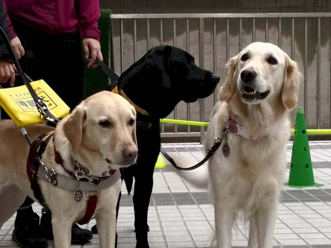 餐廳拒讓導盲犬進入 北市：限期改善、最高罰五萬