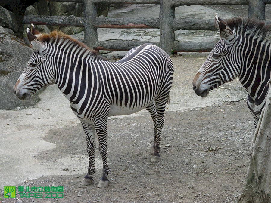 北市、京都市動物園簽署合作協定   將引進瀕危「格列威斑馬」來台