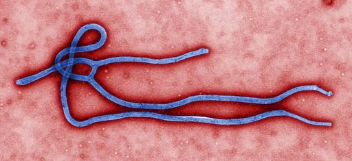 伊波拉疫情非洲再現蹤 美疾管中心：傳至美國風險極低