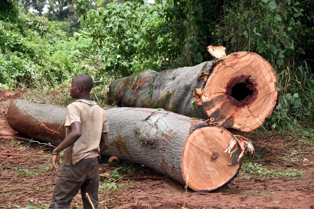 毀林種可可 象牙海岸去年喪失4.7萬公頃林地