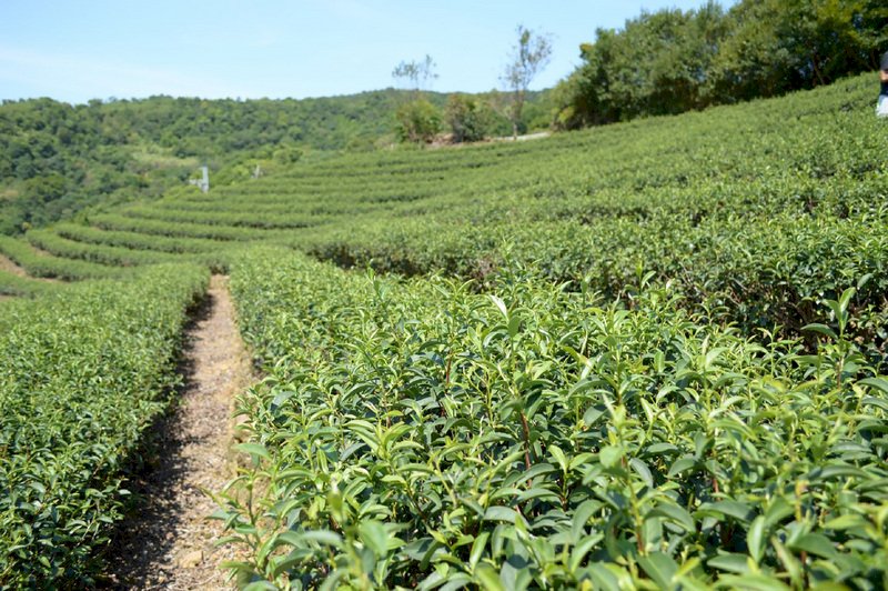 受2至3月乾旱影響 茶產業損失逾億元