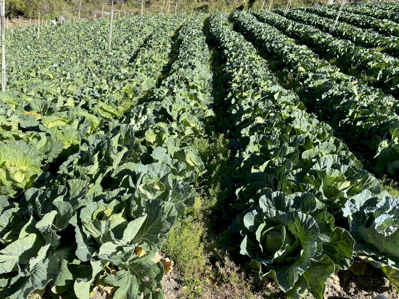 11月就示警農民仍搶種 高麗菜1公斤跌破5元農委會速擬策略因應