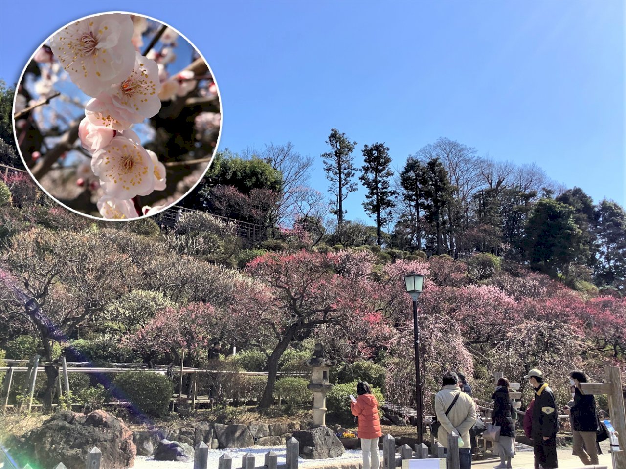 日本不思議》說是「國花」但台灣人對梅花其實很不熟！反而日本梅花正當時