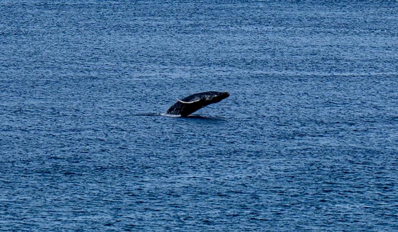 海洋巨獸─初探鯨豚