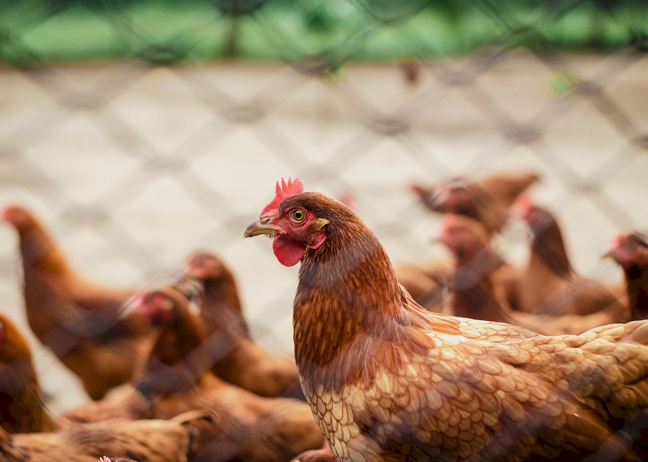 中國熱浪母雞產蛋量減少 推升雞蛋價格