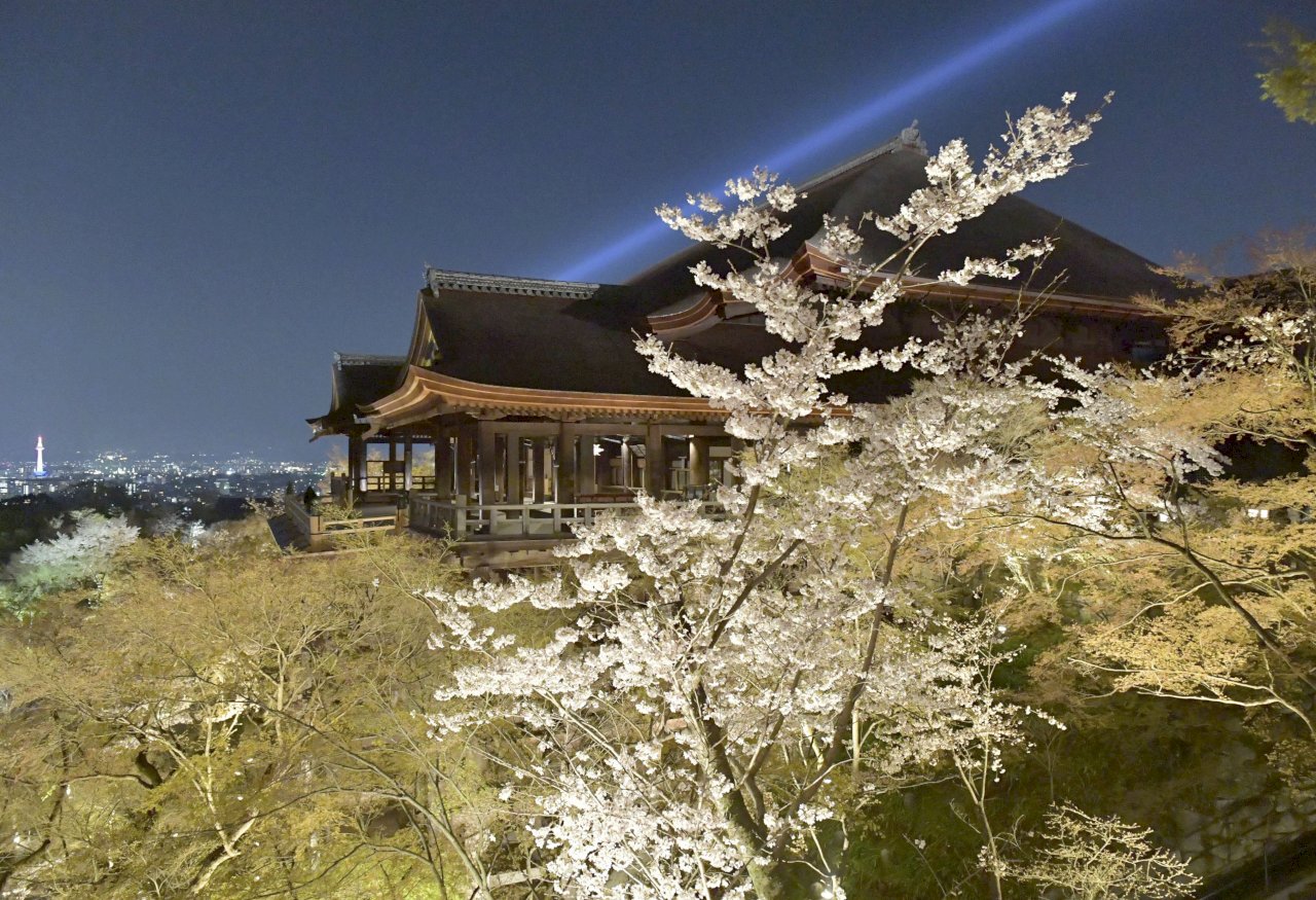 日本京都櫻花3/26盛開 創1200年來最早紀錄