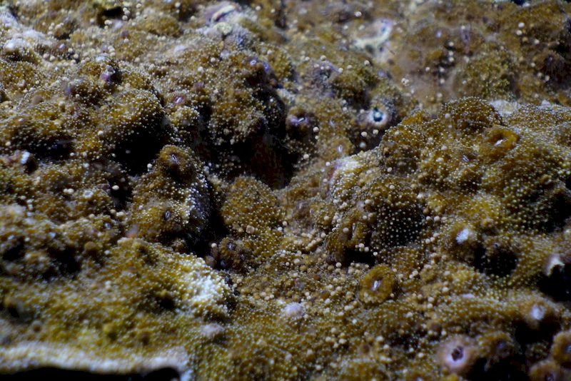 珊瑚產卵將至  海生館墾管處連3天線上直播