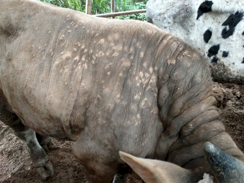 牛結節疫苗抵台 蘇貞昌：16萬頭牛1週內全面接種 (影音)