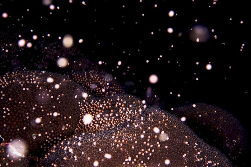 珊瑚為何總是同步產卵？ 中研院解開40年謎團