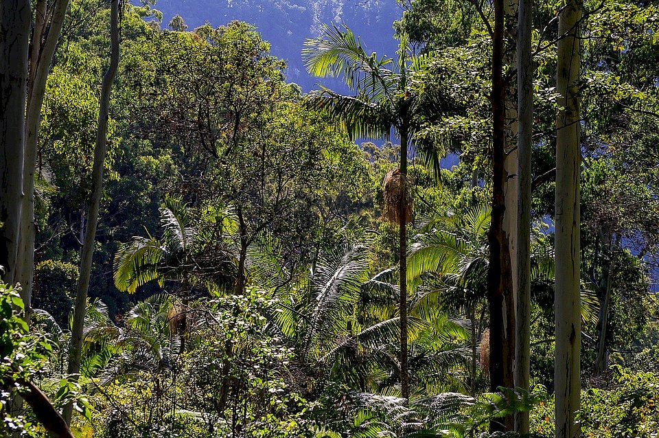印尼走出霧霾伐林 保護雨林值得各國借鑑