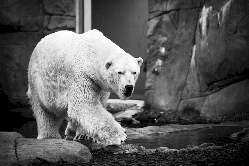 北極熊的悲慘世界 不是失去棲地 而是被殘忍的人類逼瘋